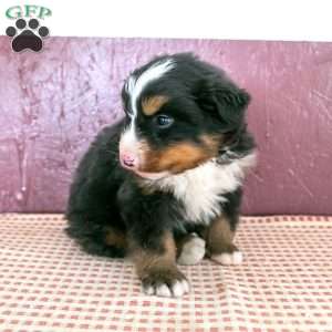 Will, Bernese Mountain Dog Puppy